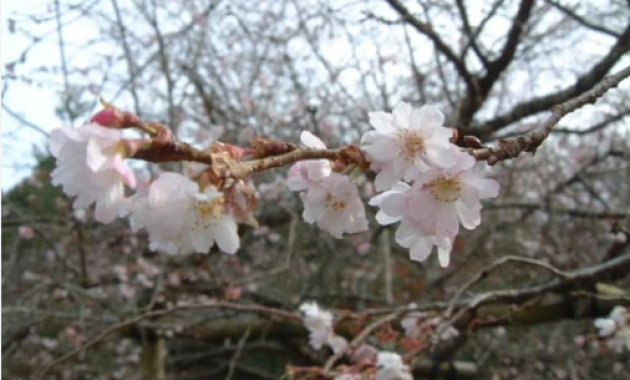 大原には四季桜が咲きます